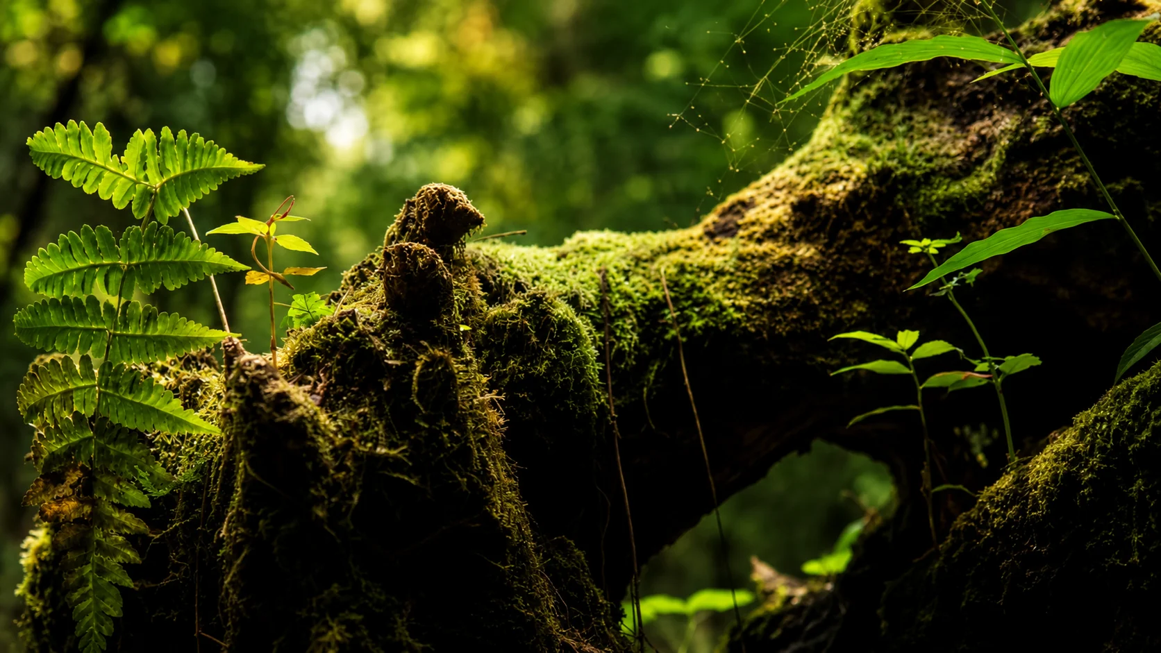 Détail de forêt, mousse et humidité